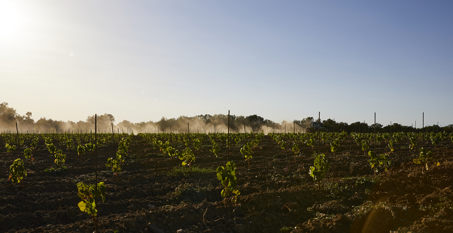 Reportage photo de domaine viticole par le Studio Ze à Toulouse