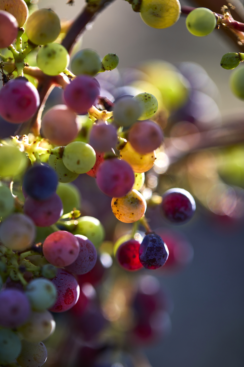 Photographie macro de grappes de raisins en cours de maturation, montrant des couleurs variées et la translucidité. Par Studio ZE, photographe nature à Toulouse.